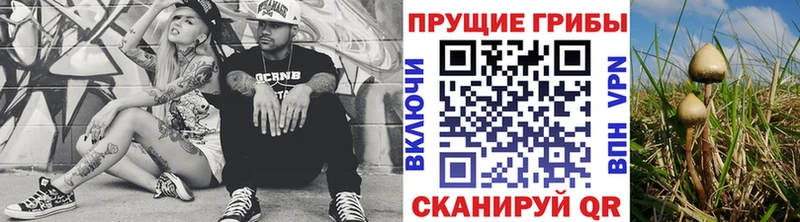 закладка  Узловая  Псилоцибиновые грибы Psilocybine cubensis 